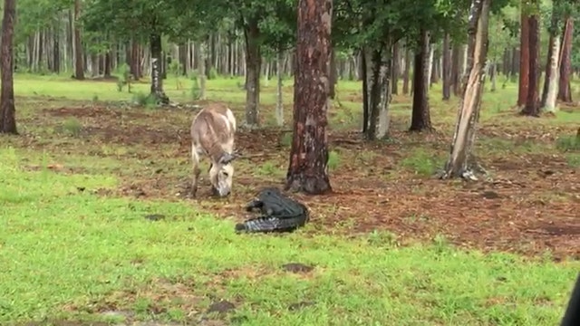 Donkey stands his ground against invading alligator