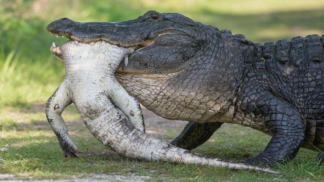 FWC: Alligators snacking on each other 'typical'