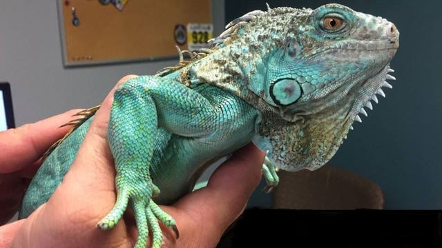 Man sneaks iguana into store, swings it over his head by its tail and throws it at manager
