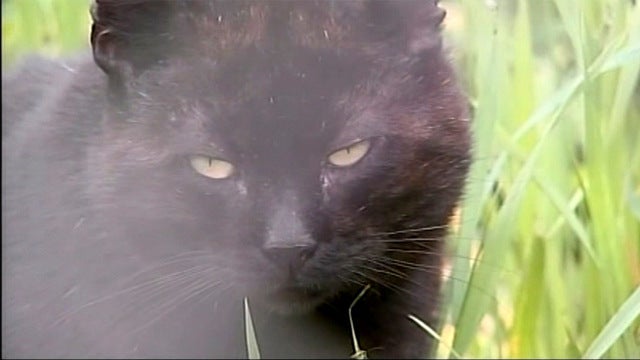 Australian officials using poisoned sausages to kill 2 million feral cats by 2020