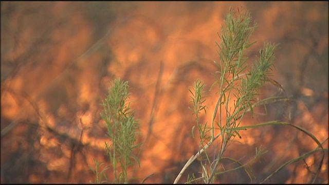 Burn ban in Travis County extended to February