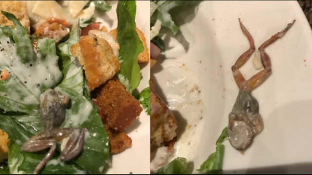 Woman finds frog in salad at restaurant chain
