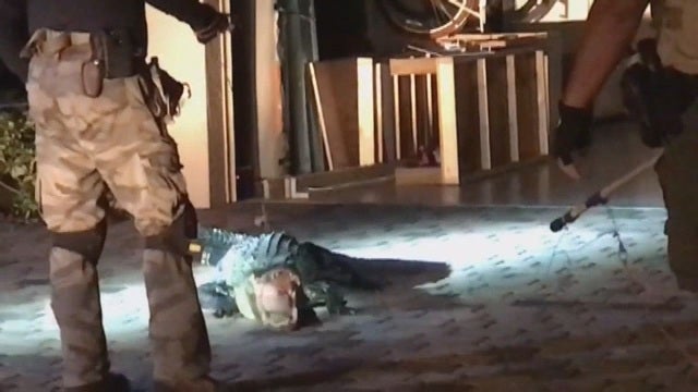 Gator removed from Florida garage