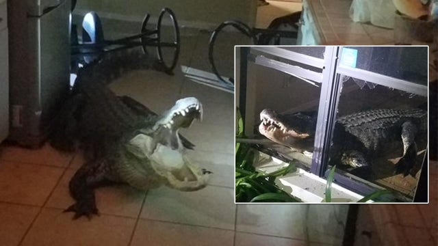 Alligator invader breaks into Clearwater home by shattering low window, police say