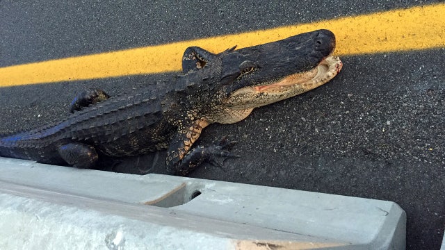 Alligator snarls traffic along Veterans Expressway