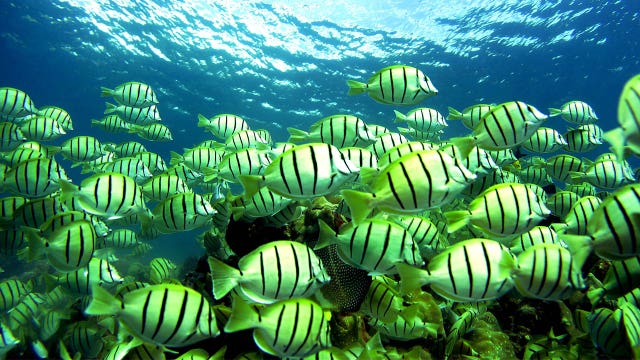 Fish slime could be new source for antibiotics, according to latest study