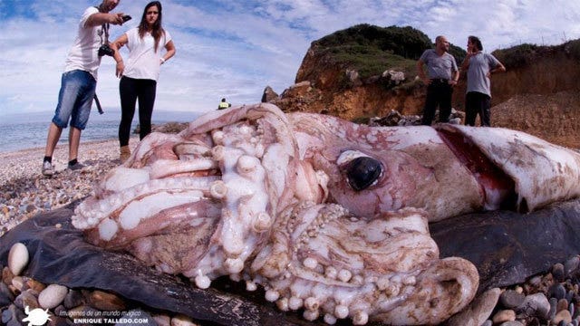 School-bus-size giant squid may be lurking deep in the sea