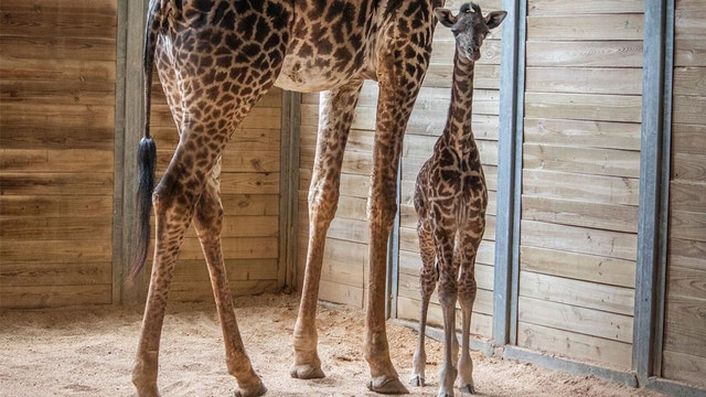 Giraffe calf born at Brevard Zoo