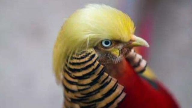 Bird is world-famous because people think he looks like Donald Trump
