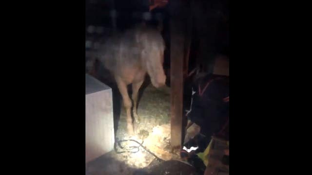 Police help move horse from basement in Inver Grove Heights, Minn.