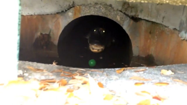 Man greeted by hissing alligator in storm drain