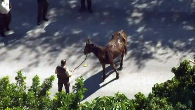 Man riding horse from SC to Keys charged with animal cruelty