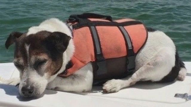 Jack Russell terrier spotted in life vest after spending several hours adrift at sea