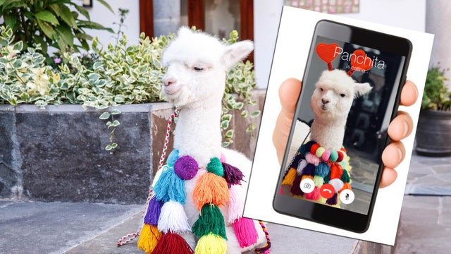 Show your love with a call from a baby alpaca