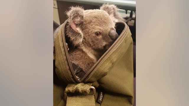 Australian police rescue dehydrated koala from woman's bag