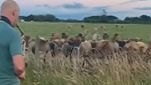 Man plays saxophone for cows which become his biggest fans