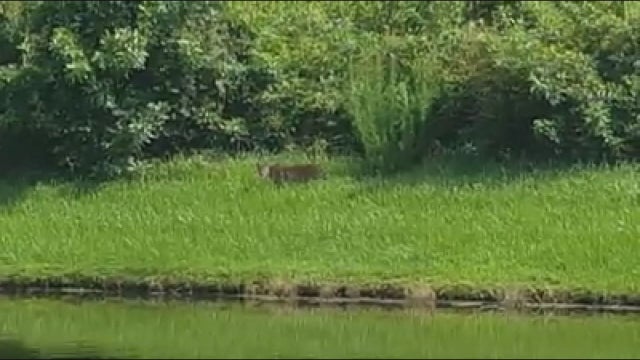 Large cat spotted in Wesley Chapel