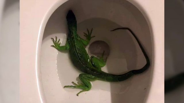 Lizard appears in Ft. Lauderdale toilet
