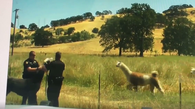 Dashcam video: Solano County deputies rescue wayward llama