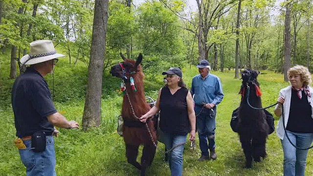 Hiking with llamas: Yep, that's a thing