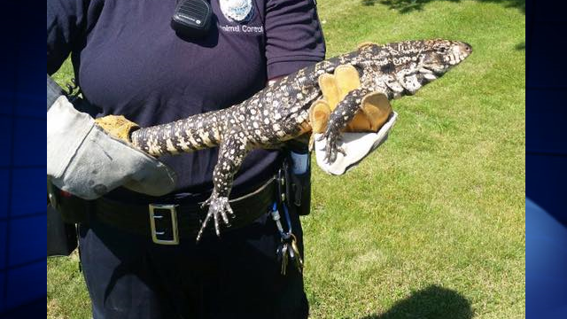 Unusual animal caught the 'hard' way after 2 days