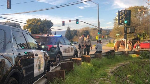 Man arrested for riding horse while drunk near Santa Cruz