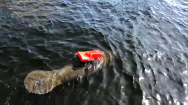 Manatee freed after being stuck in life vest