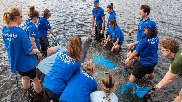 Manatee stuck in storm drain released into the wild