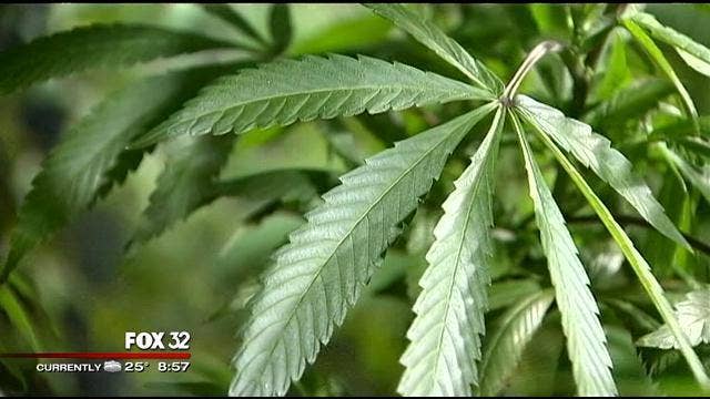 DEA raids tribal land to destroy pot; tribe says it was hemp