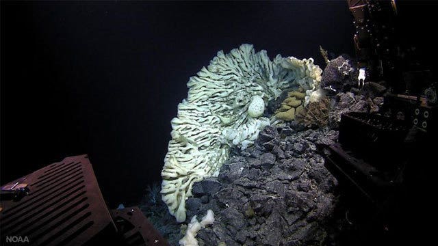 Scientists find minivan-sized sponge, world's largest