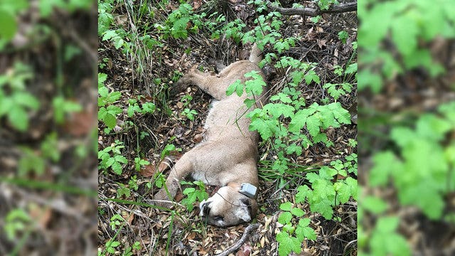 Poison suspected in death of mountain lion in Santa Monica Mountains