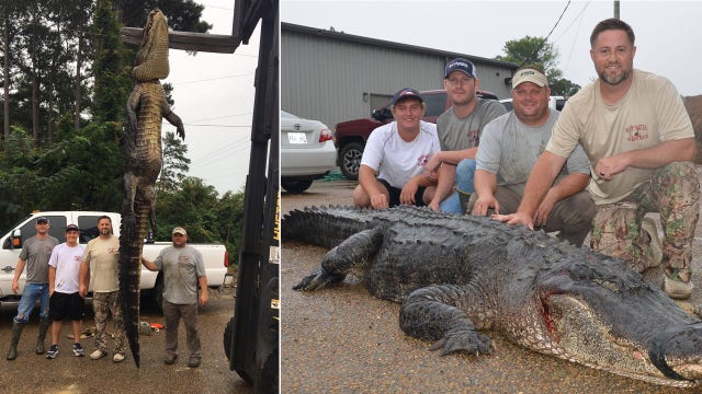 Alligator hunters catch record-setting gator