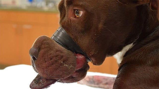Man pleads guilty after muzzling dog with electrical tape