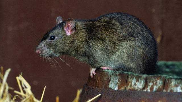 Chicago tops list of rattiest U.S. cities again