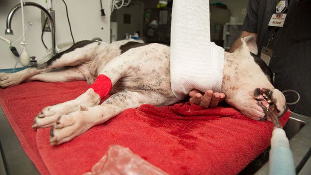 Police: 3-year-old dog found with severe cut to its neck