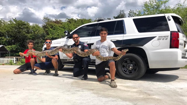 Teens capture 13-foot python escaping wildfires
