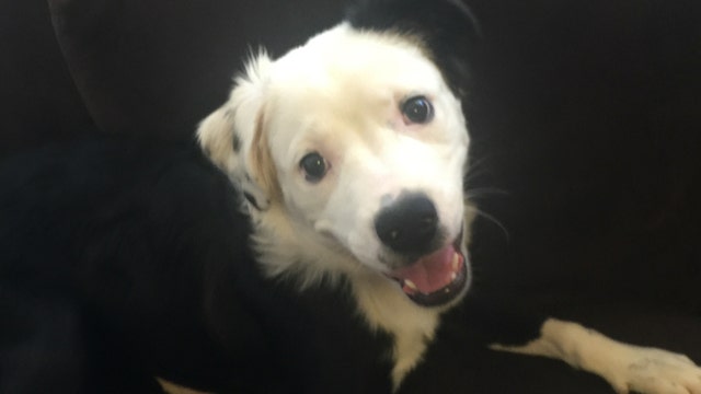 Researchers hope to slow down aging in dogs