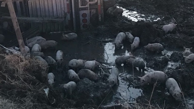 3,000 piglets on the loose after livestock truck crashes on I-70