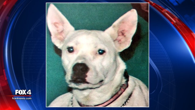 Fort Worth woman's dog missing after car theft