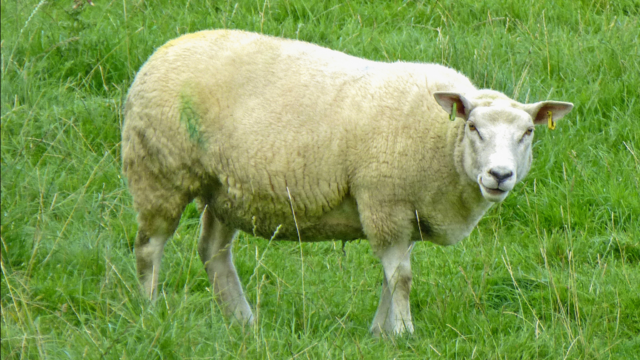 Sheep may have munched on cannabis plants; official fears 'psychotic rampage'