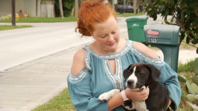 Missing puppy held for ransom, police say