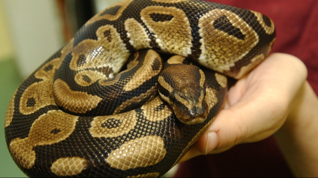 Python slithers up toilet, latches onto man's penis