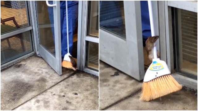 WATCH: Chicago rat is determined to get inside health clinic