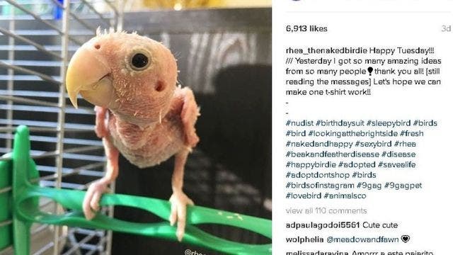 'Naked' bird with rare illness captures hearts