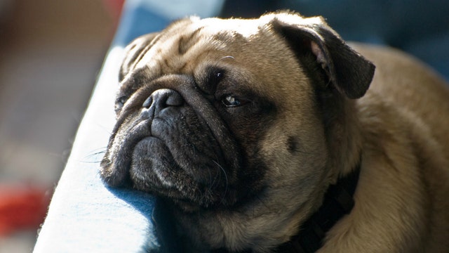 Bow wow beer? British company brews up beer for dogs