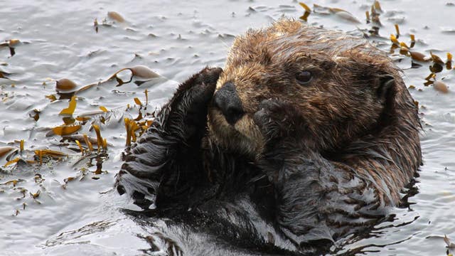 Reward for info in Santa Cruz sea otters' killings increased to $20K