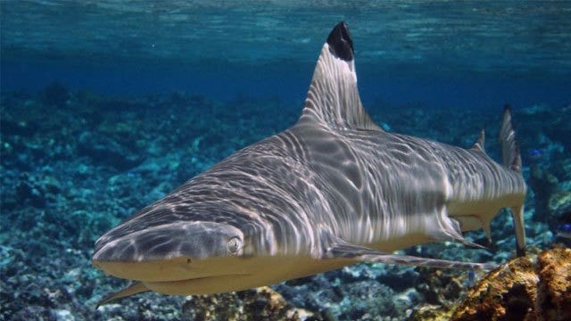 Police: Shark attacks person off Oregon coast