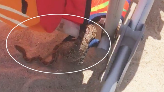 Beachgoer finds snake in beach chair