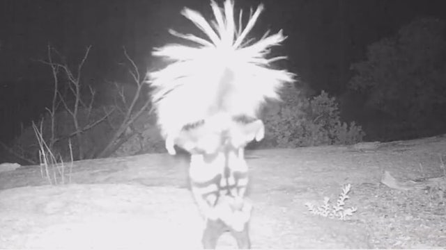 Skunk does handstand dance to scare away would-be aggressors