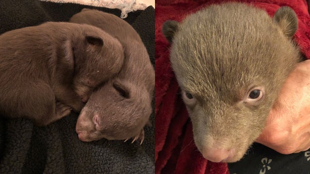 Bear cubs found along California highway may have been poached, wildlife officials say